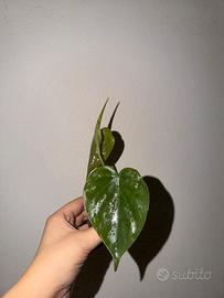 Philodendron scandens in semi idroponica