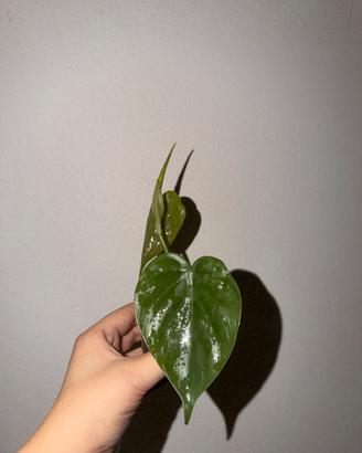 Philodendron scandens in semi idroponica