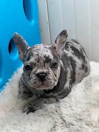 Bulldog francese