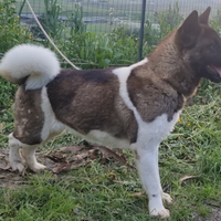 Akita americano femmina