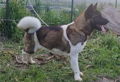 Akita americano femmina