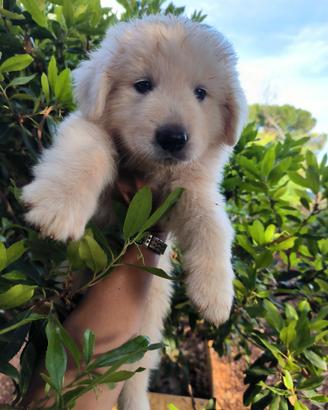 Cucciolo pastore maremmano abruzzese