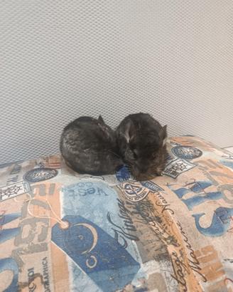 Cuccioli di cincillà