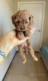 Cuccioli barboncino red toy