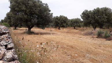 Terreno agricolo