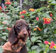 Cuccioli bassotto tedesco kaninchen