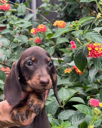Cuccioli bassotto tedesco kaninchen