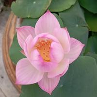 Rizoma Loto nano Nelumbo 'Agate'