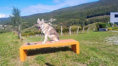 Cane Lupo Cecoslovacco