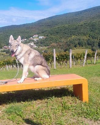 Cane Lupo Cecoslovacco