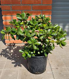 pianta grassa crassula ovata (pianta della giada)