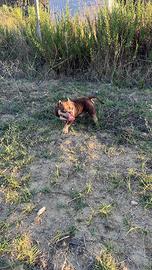 American bully pocket x monta