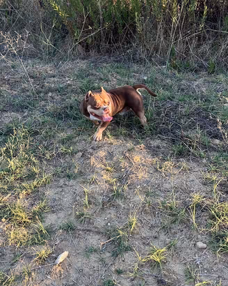 American bully pocket x monta