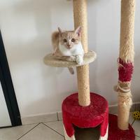 Gattino 2 kg occhi maroni