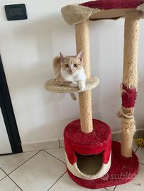 Gattino 2 kg occhi maroni