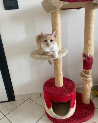 Gattino 2 kg occhi maroni