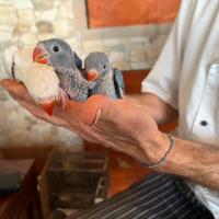 Parrocchetti dal collare