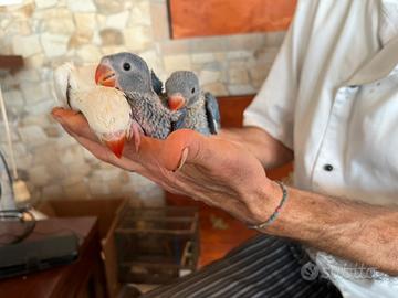 Parrocchetti dal collare