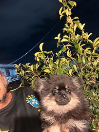 Spitz pomerania