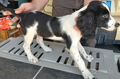 Cuccioli di Springer Spaniel
