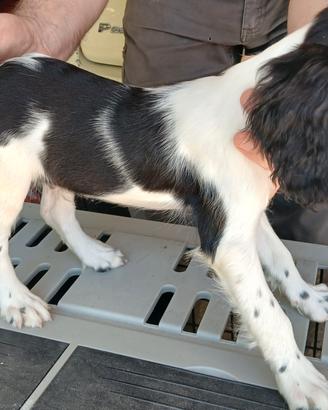 Cuccioli di Springer Spaniel