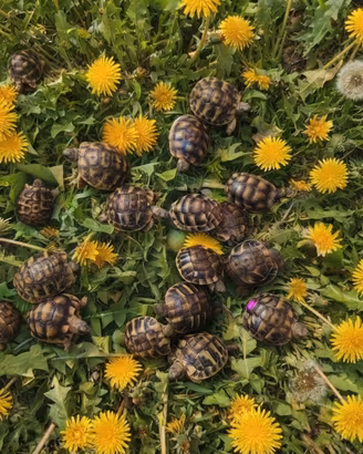 Tartarughe di terra baby