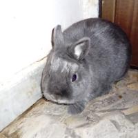 Coniglietta olandese nano blu