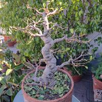 bonsai di ficus retusa