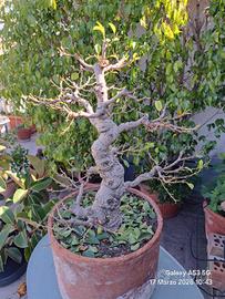 bonsai di ficus retusa