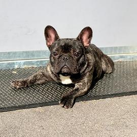 Bouledogue francese