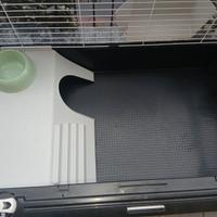 Gabbia coniglio 🐇