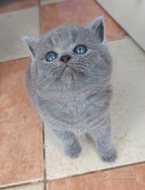 Adorabili gattini British shortair