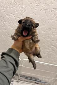 Volpina pomerania TOY cucciola volpino rossa