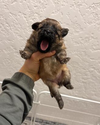 Volpina pomerania TOY cucciola volpino rossa