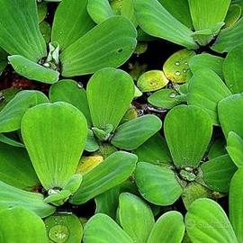 Pistia / Lattuga d'acqua galleggiante - 5