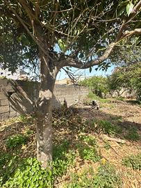 Casa campidanese con giardino