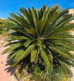 Cycas di grandi dimensioni