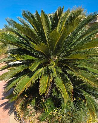 Cycas di grandi dimensioni