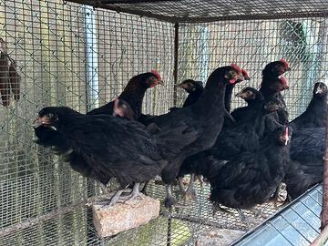 Marans Nero Ramato