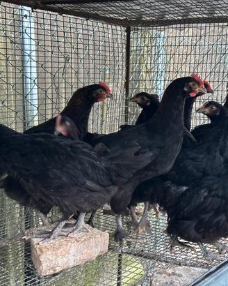 Marans Nero Ramato