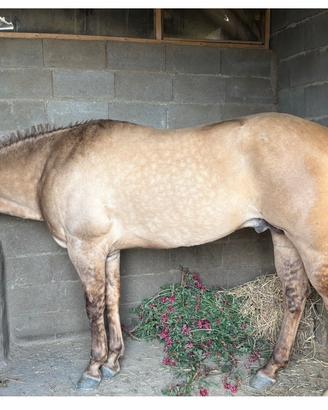 Quarte horse