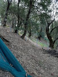 Terreno agricolo con uliveto a Oppido Mamertina