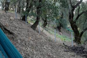 Terreno agricolo con uliveto a Oppido Mamertina