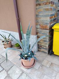 Pianta grassa Agave