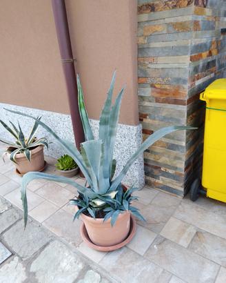 Pianta grassa Agave