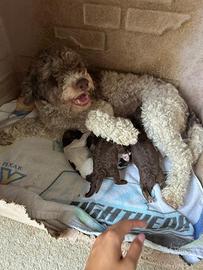 Cuccioli Lagotto Romagnolo