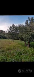 Terreno agricolo a Castellammare del Golfo