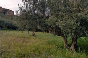 Terreno agricolo a Castellammare del Golfo