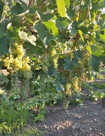 Malvasia del vulture 