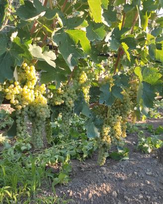 Malvasia del vulture 